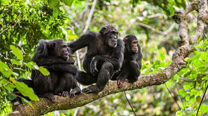 Study reveals yet another similarity between humans and chimpanzees