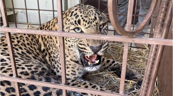 Injured female leopard rescued from AJK in ‘critical condition’